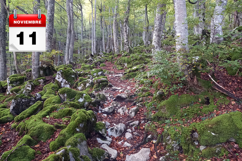 bosque gumial senderismo niños asturias