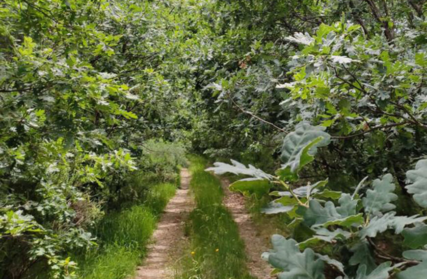 Caminos de la Trashumancia