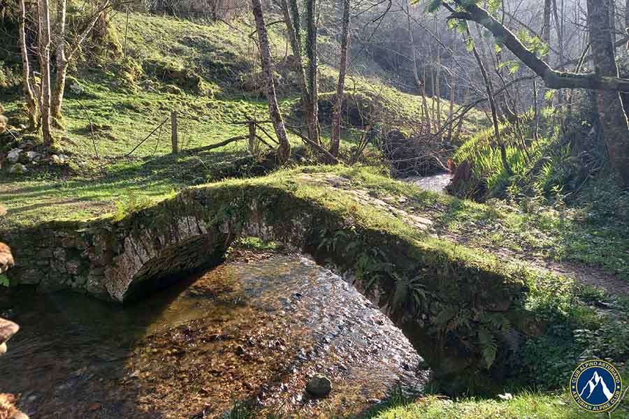 Cabeza Pandescura Avn