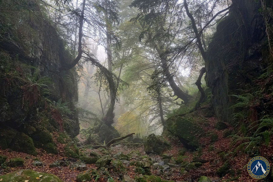 hayedo Biescona sierra Sueve