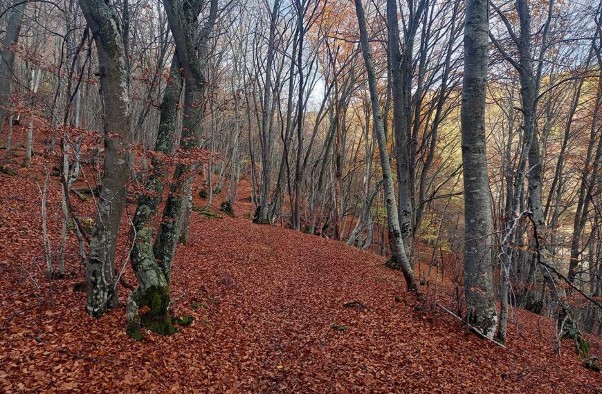 Ruta faedo Orzonaga