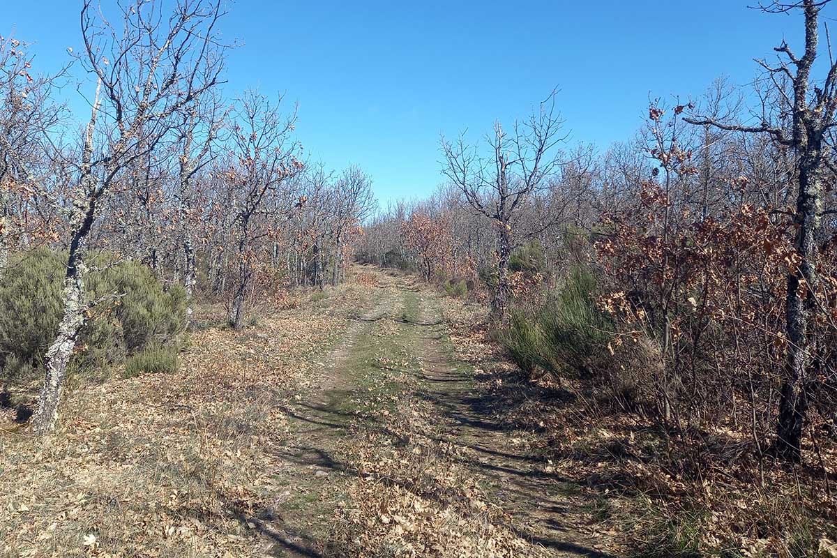 Caminos trashumancia